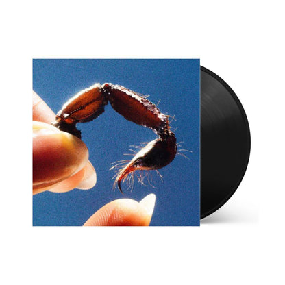 Calmars - Lâches